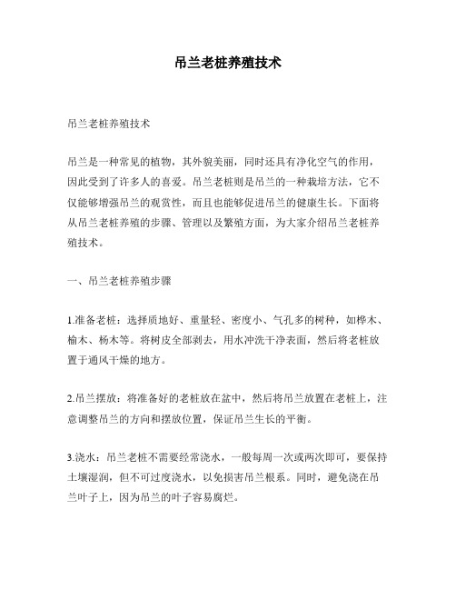 吊兰老桩养殖技术