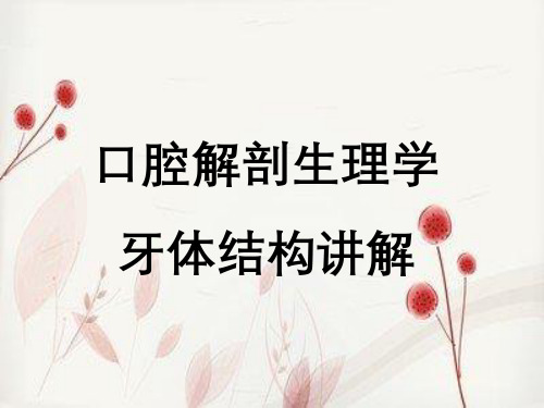 口腔解剖生理学牙体结构讲解