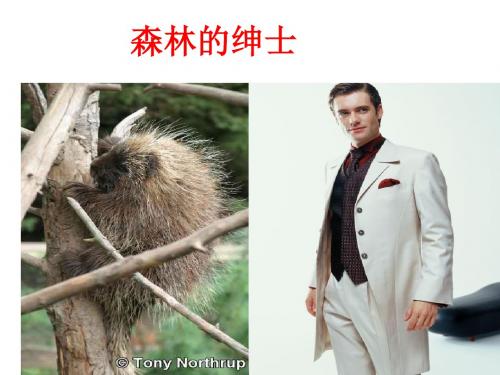 鲁教版语文小学六年级下册《森林中的绅士》PPT课件2