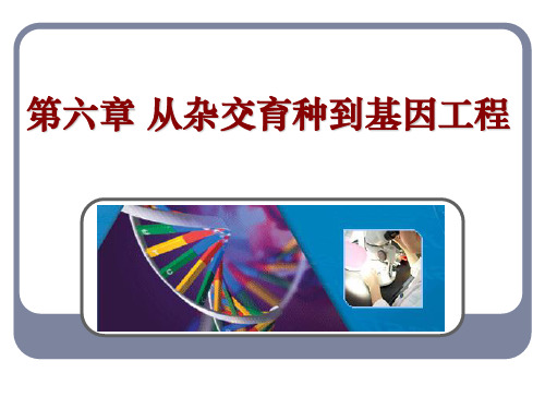 第六章 第一节  杂交育种与诱变育种
