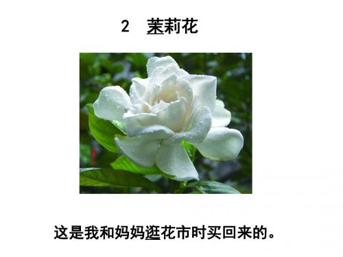 2 茉莉花