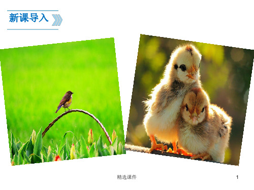 梁实秋《鸟》PPT课件