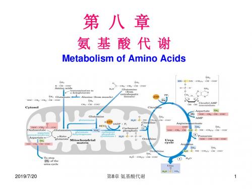 生化课件氨基酸代谢