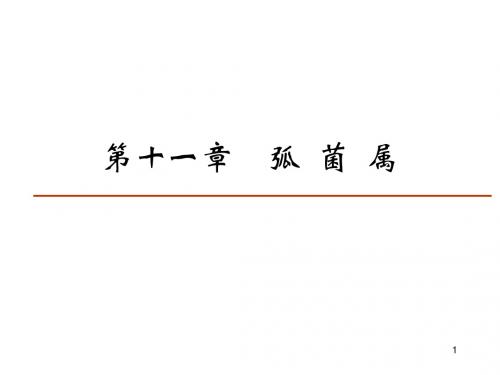 11 弧菌属