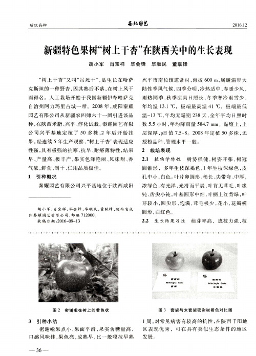 新疆特色果树“树上千杏”在陕西关中的生长表现
