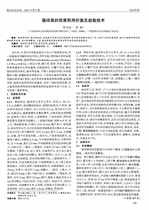 猫须草的观赏药用价值及盆栽技术