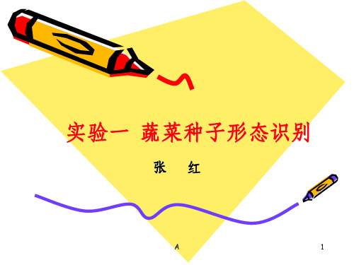 蔬菜种子形态识别