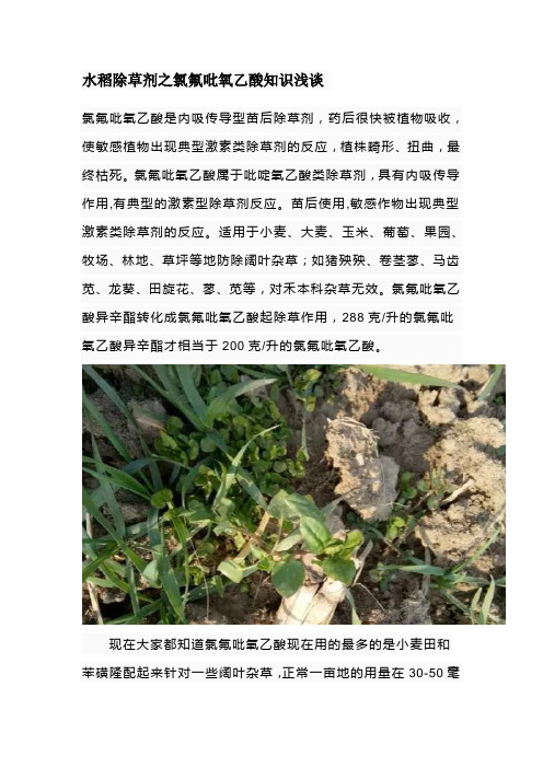 水稻除草剂之氯氟吡氧乙酸知识浅谈