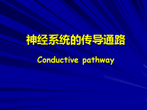 传导通路 神经解剖