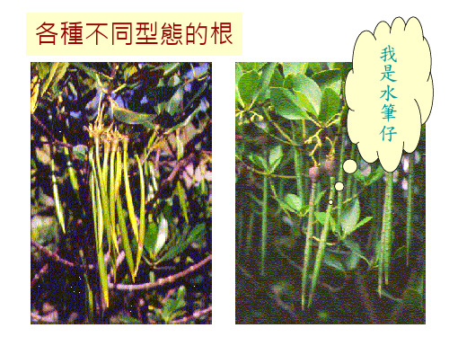 根的种类和作用
