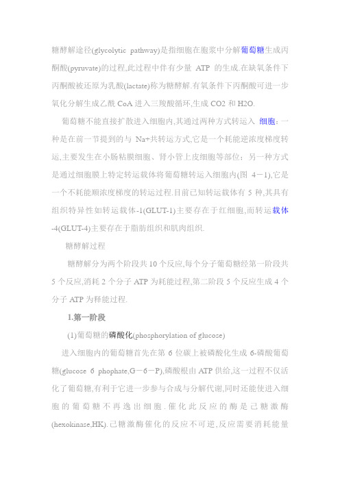 糖酵解途径