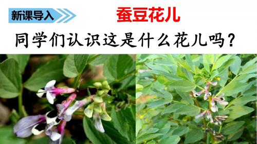 【冀教版】2018年三上语文：8蚕豆花儿