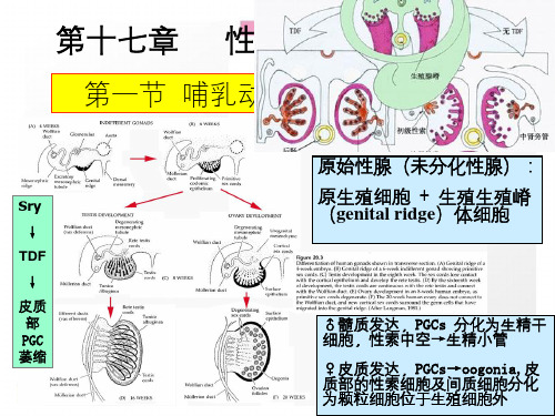 性腺发育和性别决定