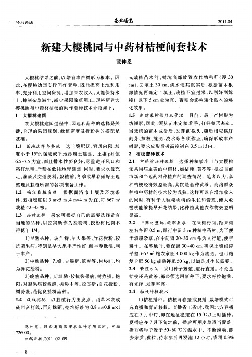 新建大樱桃园与中药材桔梗间套技术