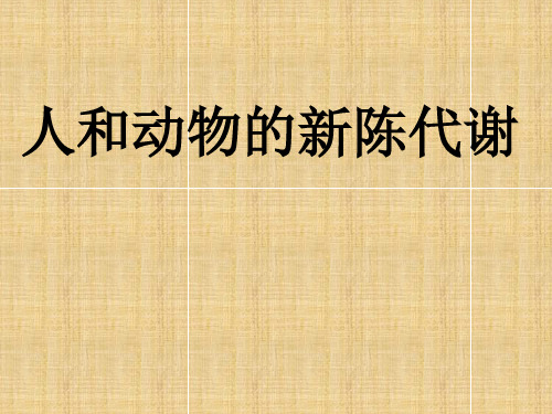 高中生物人和动物的新陈代谢 人教版课件