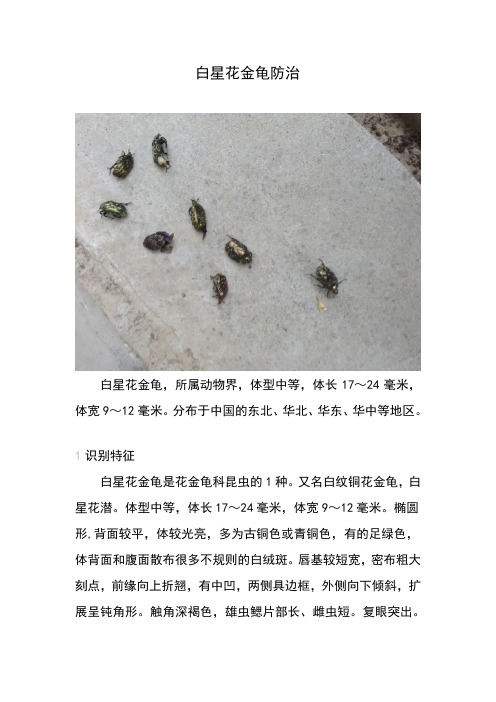 白星花金龟