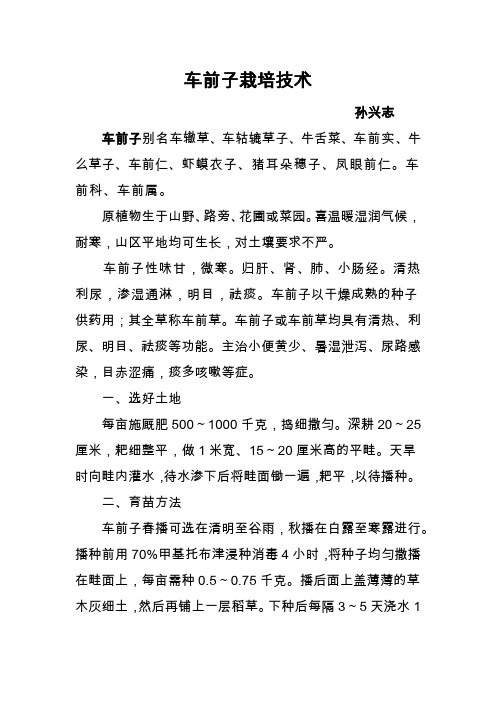 车前子栽培技术