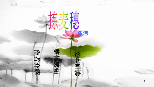 七年级语文下册 第一单元 2《拣麦穗》新知识课件2 冀教版