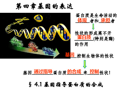 人教版高中生物必修2课件：4-1基因指导蛋白质的合成