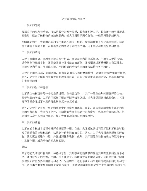 尖牙解剖知识点总结