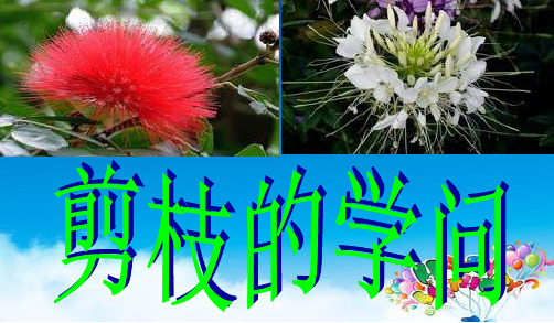 苏教版三下语文26、剪枝的学问.