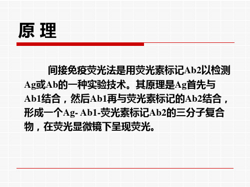 间接免疫荧光检测