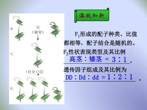 【整合】人教版高一生物必修2  1.2.2孟德尔的豌豆杂交实验(二)(课件) (共25张PPT)