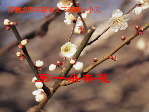 《第朵杏花》PPT课件 公开课获奖课件