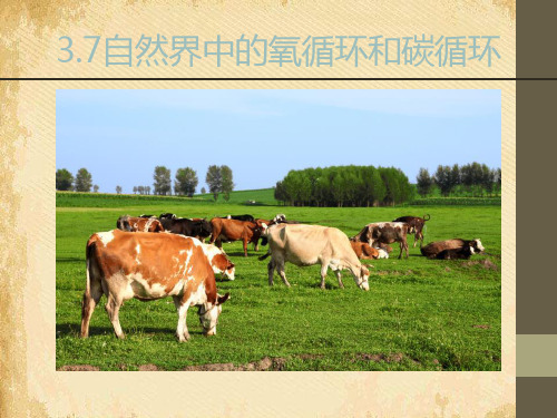 《自然界中的氧循环和碳循环》PPT