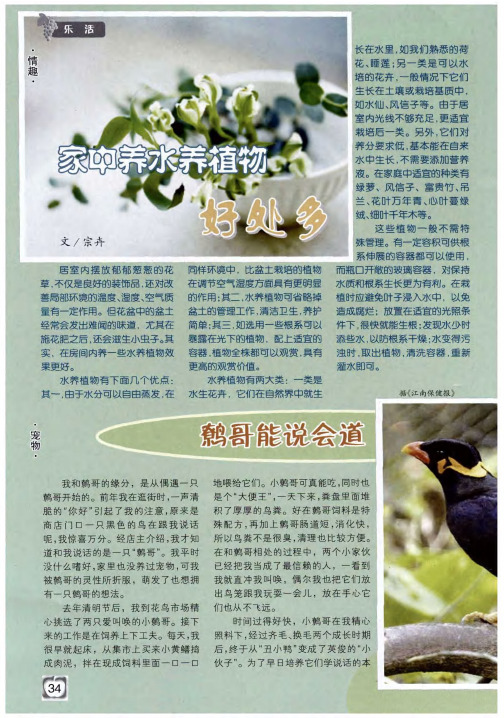家中养水养植物好处多
