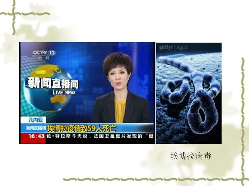 3.3非细胞形态的生物-病毒