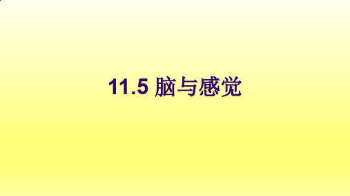 牛津上海版(五四学制)科学七年级上册：11.5 脑与感觉  课件(共52张PPT)