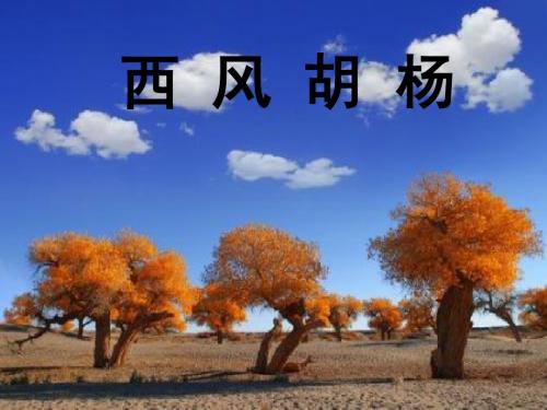 西风胡杨 PowerPoint 演示文稿