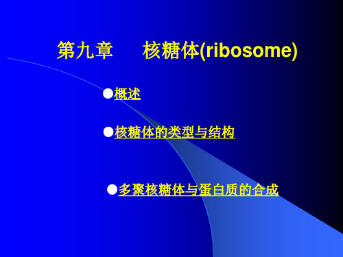 九、核糖体教材