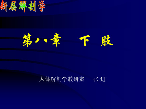 断层解剖学-下肢