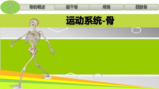 1运动系统-骨