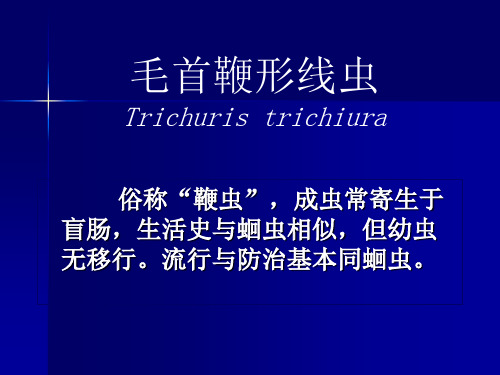 寄生虫_鞭虫 PPT课件