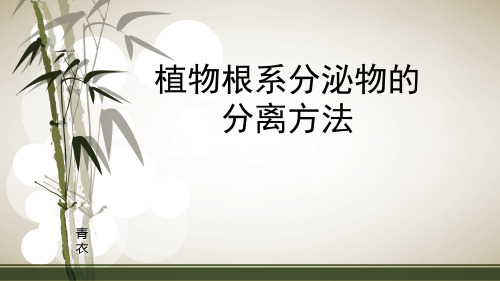 植物根系分泌物的分离方法