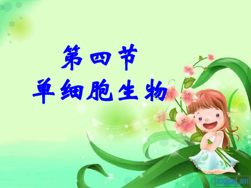 观察草履虫知识讲解