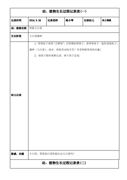 白菜观察记录