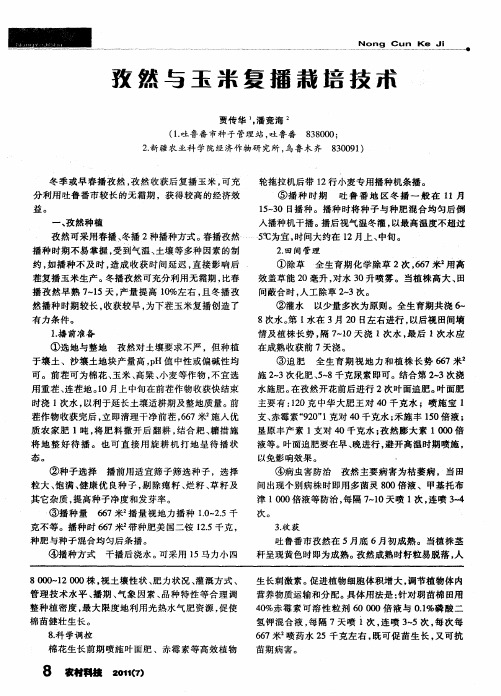 孜然与玉米复播栽培技术