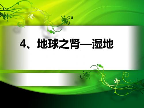 4.湿地——地球之肾