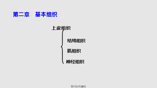 基本组织PPT课件