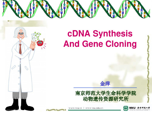 cDNA全场扩增
