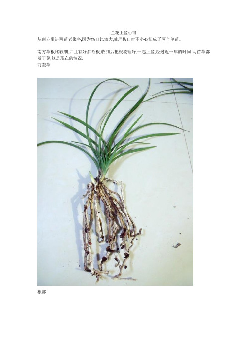 兰花上盆心得