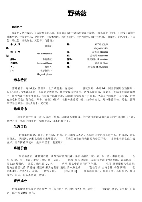 野蔷薇
