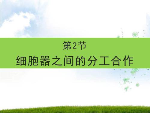细胞器之间的分工合作【新教材】人教版高中生物必修教学课件