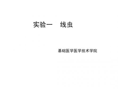寄生虫实验一：线虫