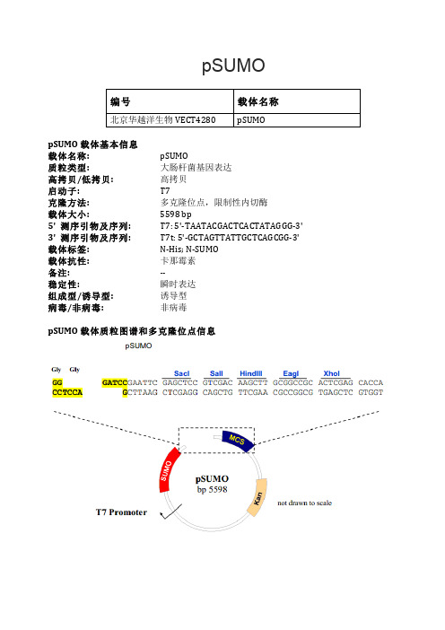 pSUMO大肠杆菌表达载体说明