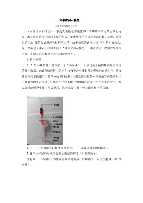 肾单位演示模型